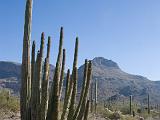 32 Organ Pipe Cactus NM 03